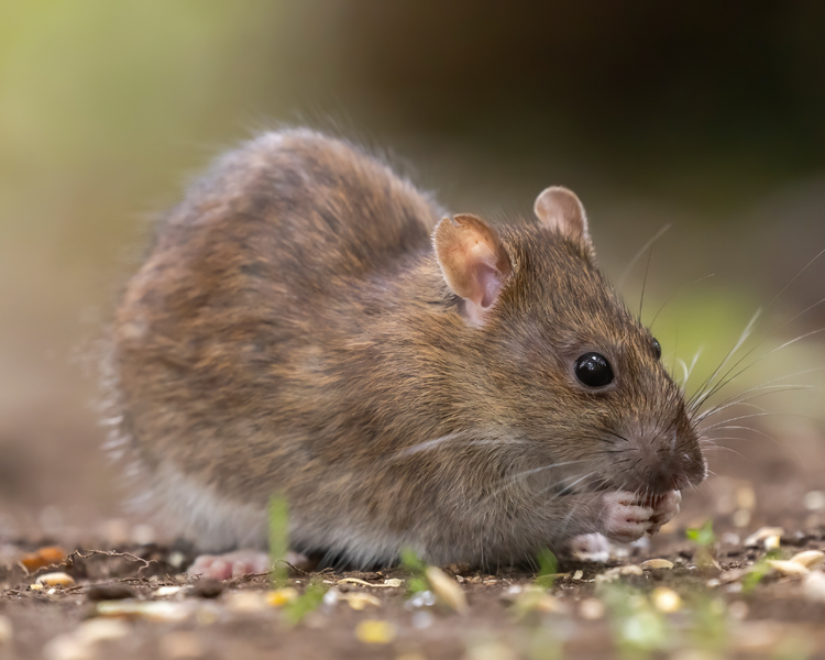 Mice Are Coming Indoors Early in Mississauga & Etobicoke: The West-GTA Late-August Checklist