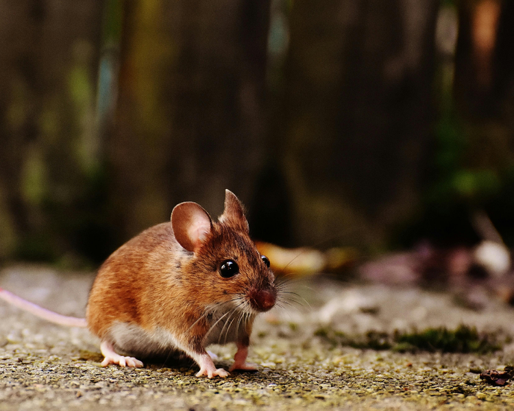 Mice in Newmarket and Bradford: York Region's Fall Rush Starts in August