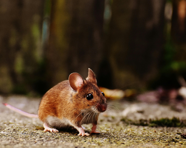 Mouse Droppings: How to Identify Them and Clean Them Up Safely in Ontario
