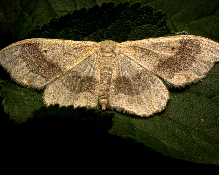 Pantry Moths in Your Kitchen: The Ontario Purge-and-Freeze Protocol That Actually Ends Them