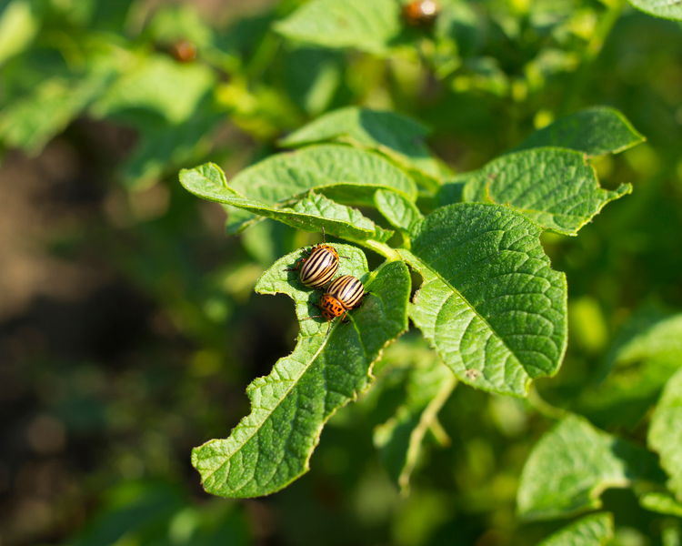 Pickering & Ajax Pest Guide: Wasps Now, Mice Next — What Durham Homeowners Face This Fall