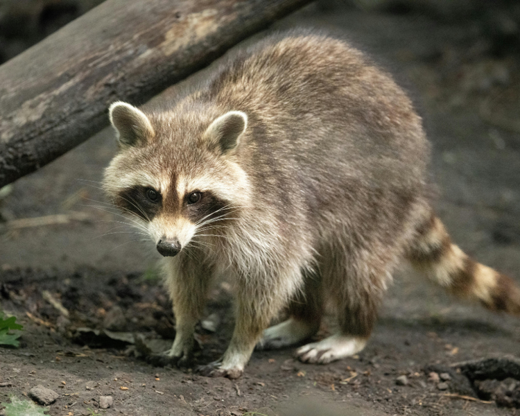 Raccoon in the Attic: What Ontario Law Lets You Do — and What Actually Works