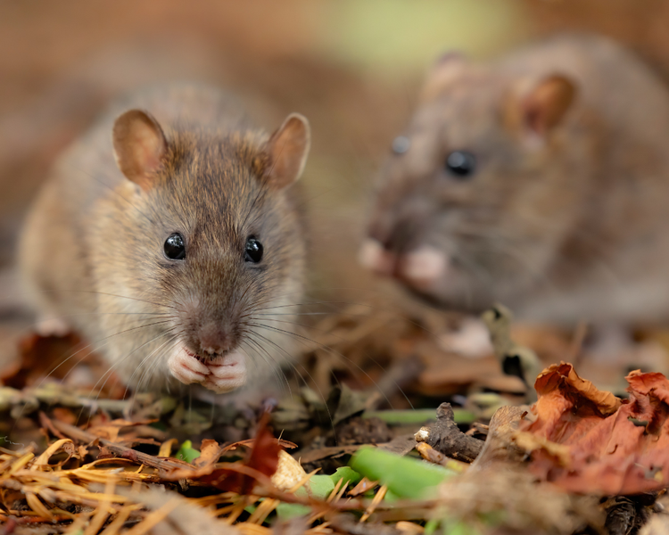 Rat or Mouse? How Ontario Homeowners Tell the Difference (and Why It Changes Everything)