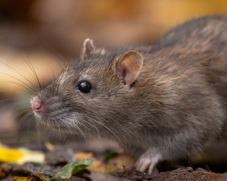 Toronto's Rat Boom: Why Backyards Are Crawling This Summer (and What Actually Works)