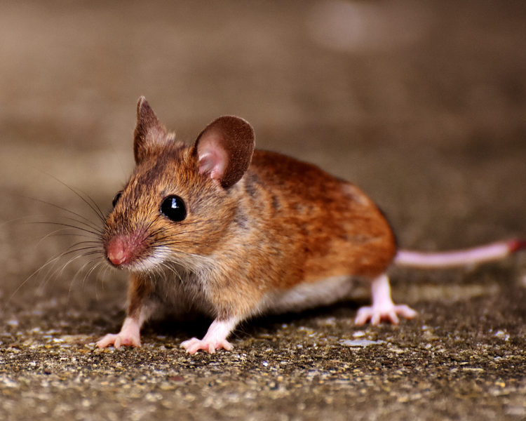 I Saw One Mouse — How Many Do I Actually Have? An Ontario Exterminator Does the Math (Fall 2026 Guide)