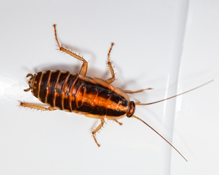 Scarborough Pest Control Guide: Mice, Roaches and Bed Bugs in Toronto's East End