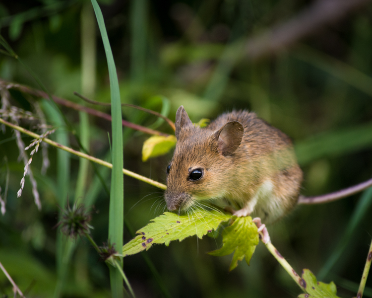 Mice Are Scouting Your Home Right Now: Early Warning Signs Before Fall (York & Simcoe Edition)