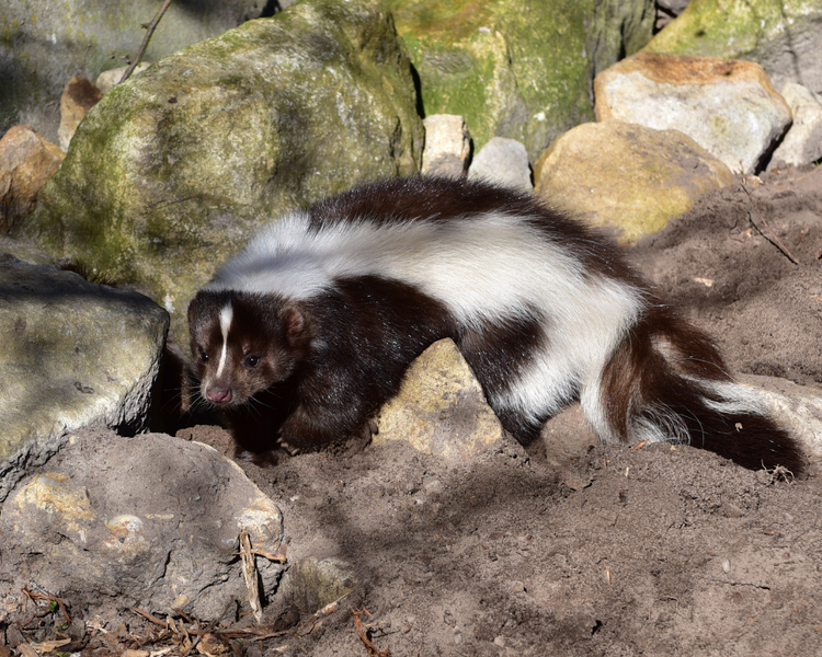  Skunk Under the Deck: What That Smell Means and How Ontario Homeowners Actually Fix It