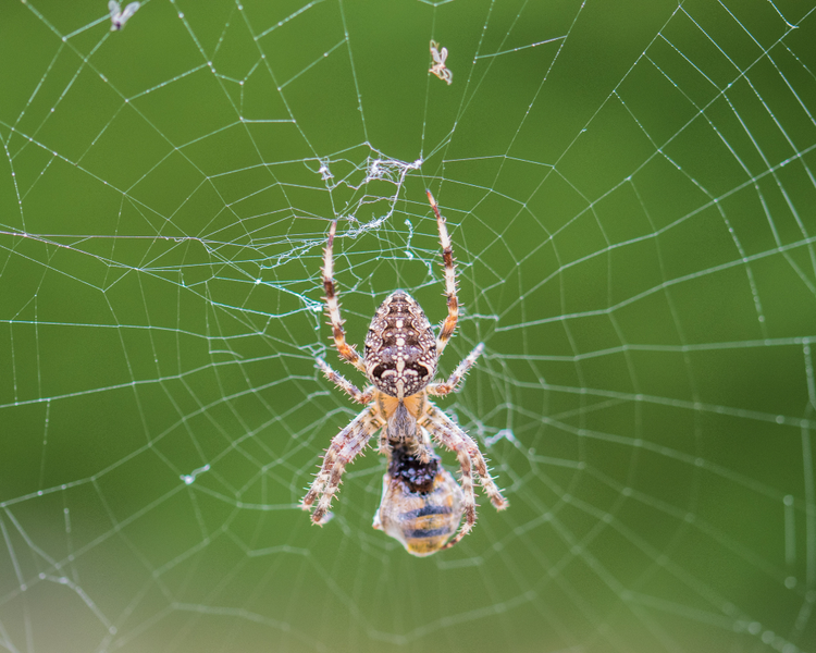 Spider Season in Ontario: Why Late August Fills Your House With Webs