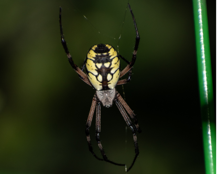 Why Your House Fills With Spiders in Late August (Ontario Guide)