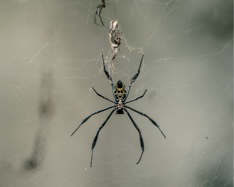 Spider Season Is Coming Indoors: Why Ontario Homes Fill With Spiders From Late August