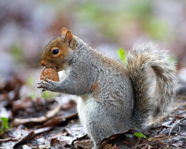 Squirrels in the Attic: Ontario's Fall Nesting Season and Why Trapping Isn't the Answer