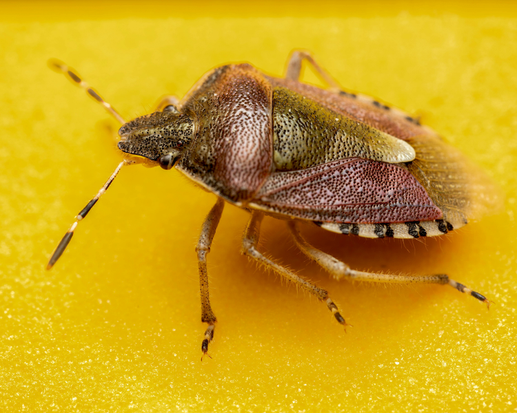 Stink Bugs in Your House This Fall: Why Ontario's Invasion Starts in Late August