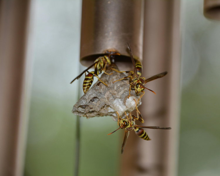 Wasp Nest Inside a Wall or Soffit: Why August Is When You Finally Hear Them