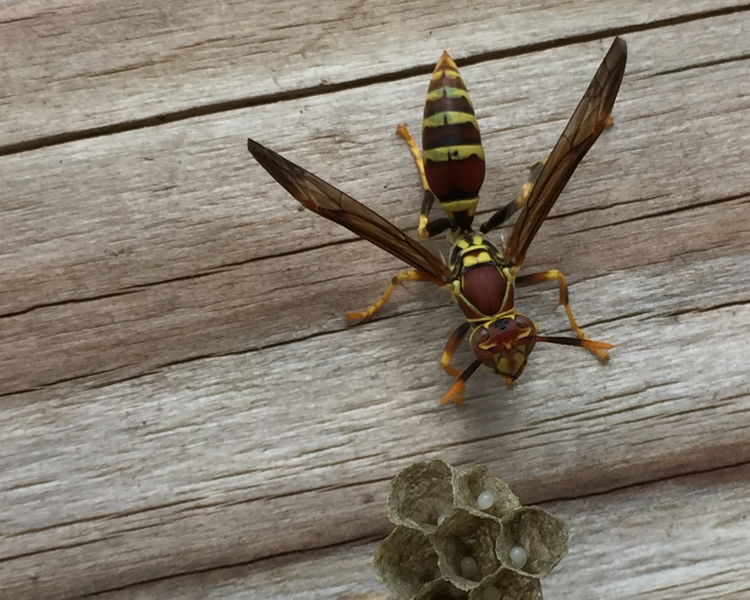 Wasps in Your Walls: Why You're Hearing Buzzing Inside (and Why You Should Never Seal the Hole)