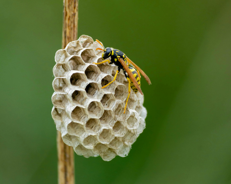 Wasp Nest Removal in Barrie & Simcoe County: The Late-August Peak Guide