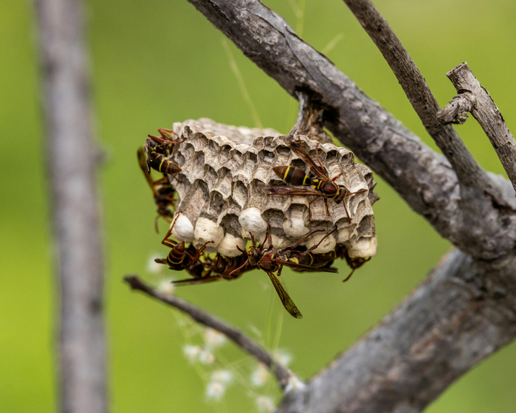 Wasp Nest Removal in Markham & Newmarket: What Late August Means for York Region's North
