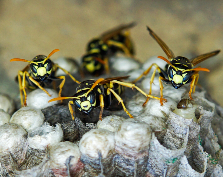 Wasp Nest Removal in Oshawa: What to Do When the Nest Is Already Angry