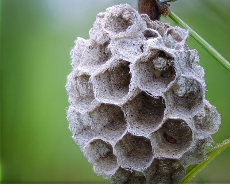 Late-Summer Wasp Nests in Vaughan & Richmond Hill: Why August Nests Are So Big — and So Dangerous
