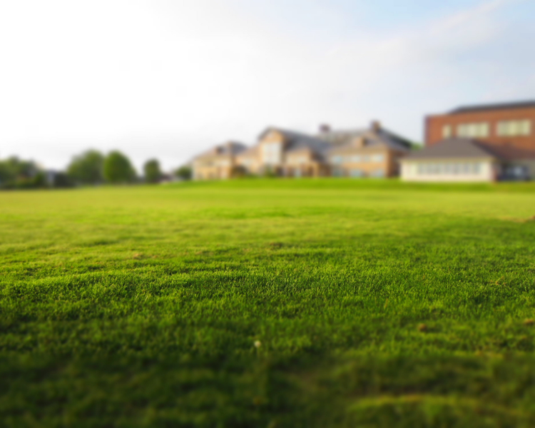 What's Digging Up Your Lawn? Ontario's Late-Summer Grub and Skunk Problem, Explained