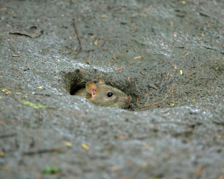 Why Do Mice Keep Coming Back? The Real Reasons Extermination Fails (and What Actually Ends It)