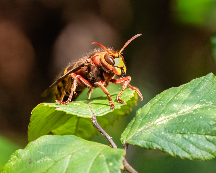 Yellowjackets in Your Walls: What That Buzzing Means (and Why You Must Not Seal the Hole)