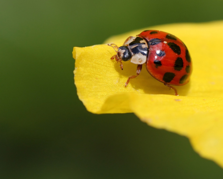 Ladybugs Taking Over Your House? Asian Lady Beetles in Ontario This Fall