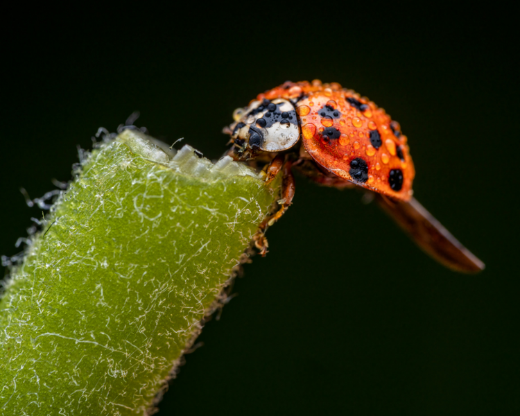 Ladybugs All Over Your House? Asian Lady Beetles in Ontario Homes This Fall
