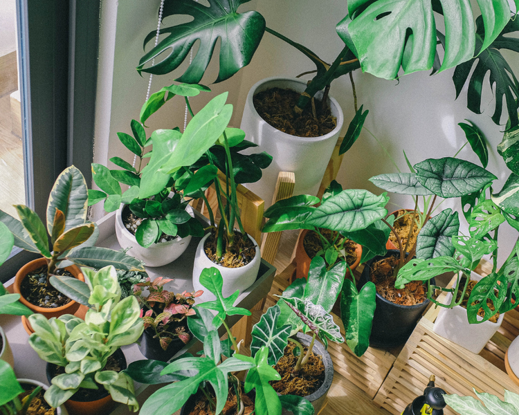 Bringing Your Houseplants Back Inside Without Bringing the Bugs Too