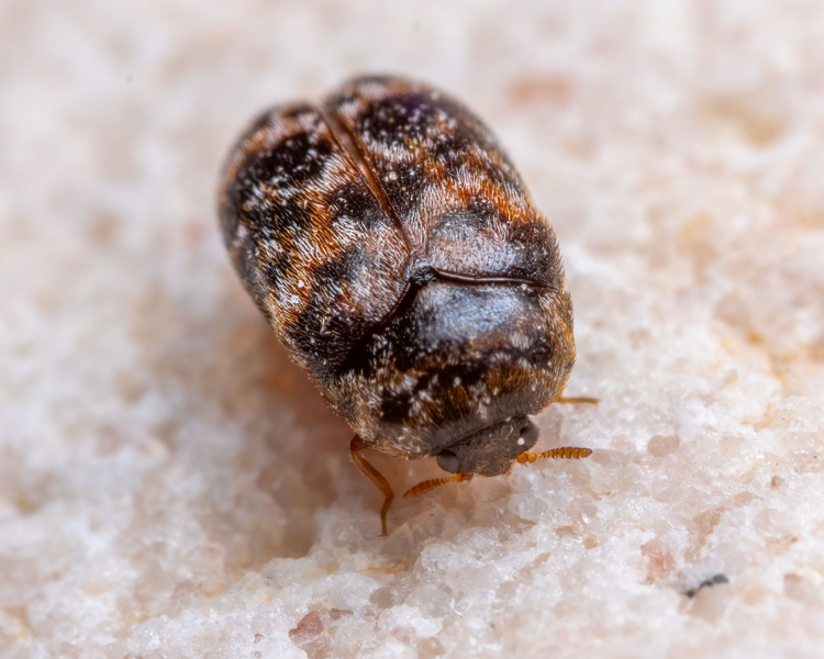 Carpet Beetles in Your House? How to Identify Them and Get Rid of Them (Ontario)