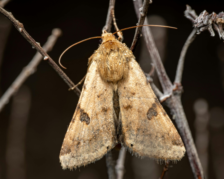 Moths in Your Closet? How to Get Rid of Clothes Moths for Good (Ontario)
