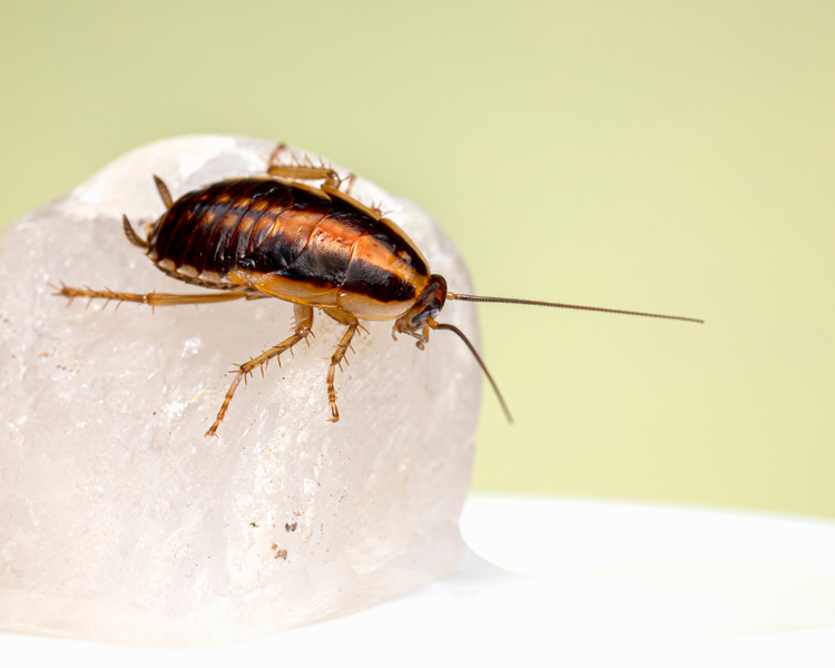 Do Cockroaches Come Out in Winter? Why Ontario Roach Problems Get Worse in the Cold