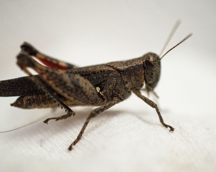 Crickets in Your Basement This Fall? Why They're There and How to Get Them Out