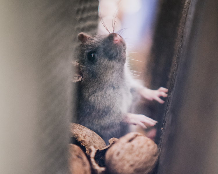 Dead Mouse Smell in Your Wall? What It Is, How Long It Lasts, and What to Do