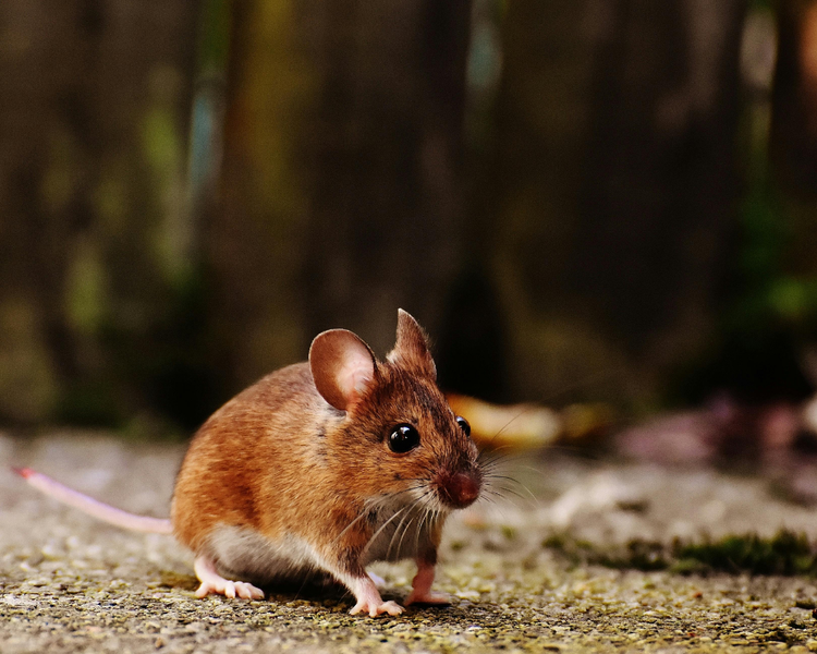 Do Mice Hibernate? Where Mice Actually Go in Winter (Ontario)