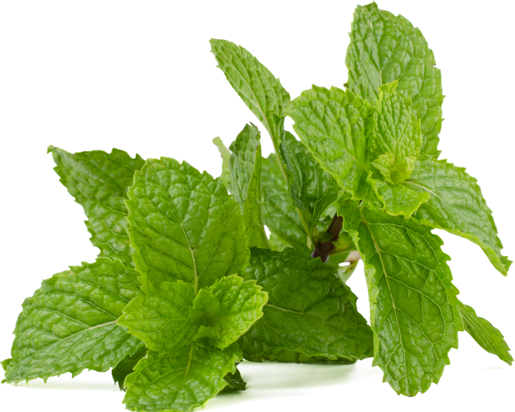 Does Peppermint Oil Keep Mice Away? What Actually Happens When You Try It