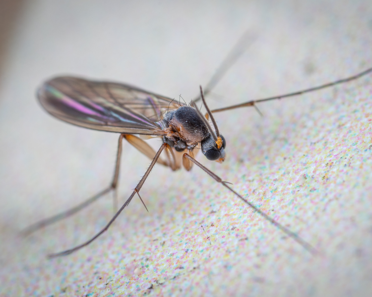 Fungus Gnats in Your House? Why They're Not Fruit Flies (and How to Actually Get Rid of Them)