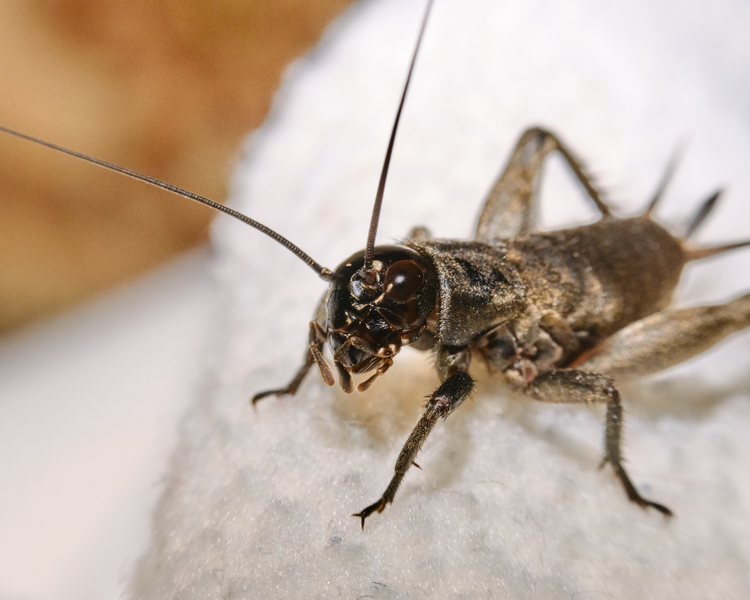 Crickets in the Basement: Why They Move In Every Ontario Fall (and How to Get Them Out)