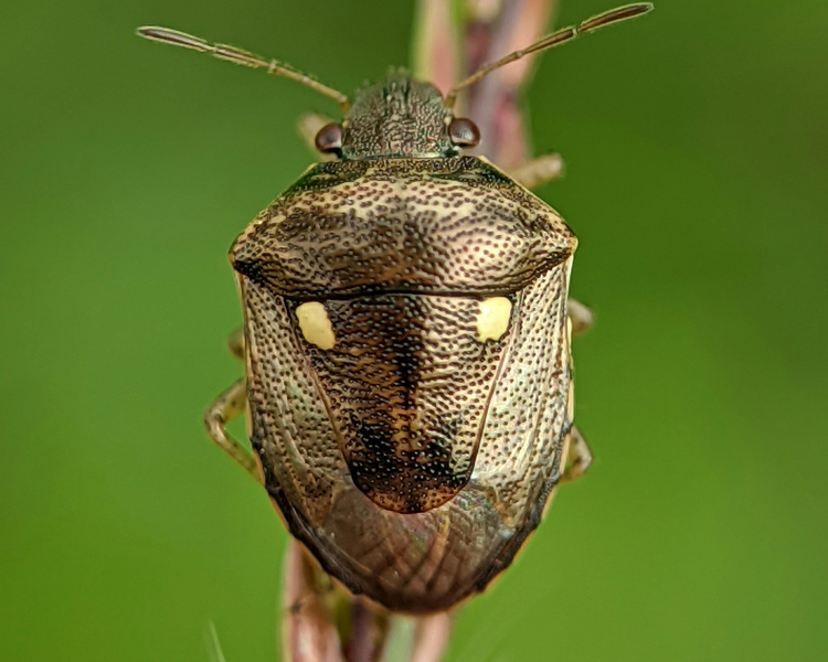 Stink Bugs in the House: Why They Show Up Every Ontario Fall (and How to Keep Them Out)