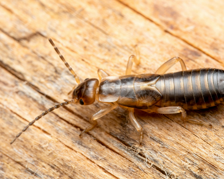 How to Get Rid of Earwigs in the House (and Why They're Inside Now)