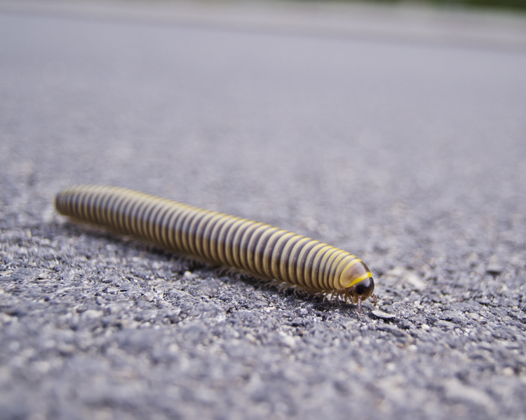 House Centipedes in Ontario: Why You Have Them and How to Get Rid of Them