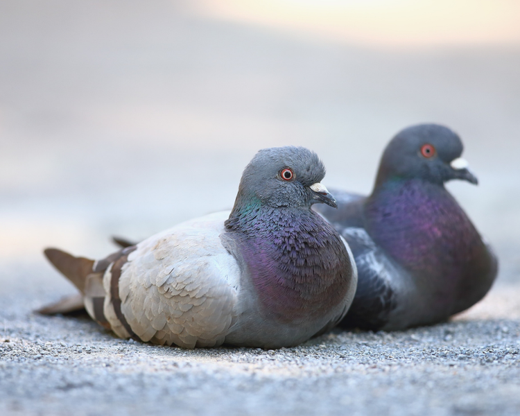 How to Keep Pigeons Off Your Condo Balcony (Toronto & GTA)