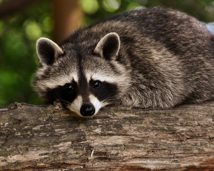 How to Keep Raccoons Out of Your Garbage (Toronto & GTA)