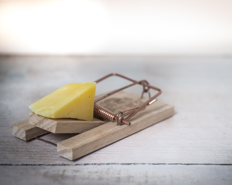 Mouse Traps vs Poison: Which Should You Use in an Ontario Home?