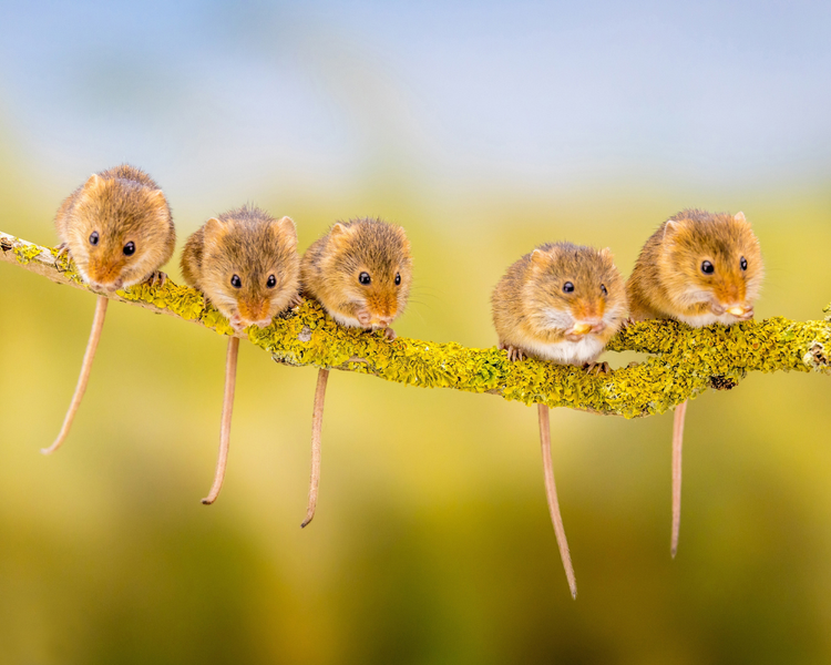 I Saw One Mouse in My House — Are There More? (Ontario Guide)