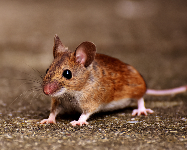 Scratching in Your Walls at Night? How to Tell Mice from Squirrels (and What to Do)