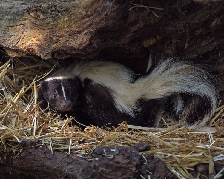 Skunk Living Under Your Deck or Shed: What Ontario Homeowners Can Do This Fall
