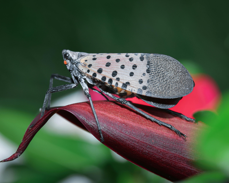 Spotted Lanternfly Reaches Ontario: How to Identify and Report It