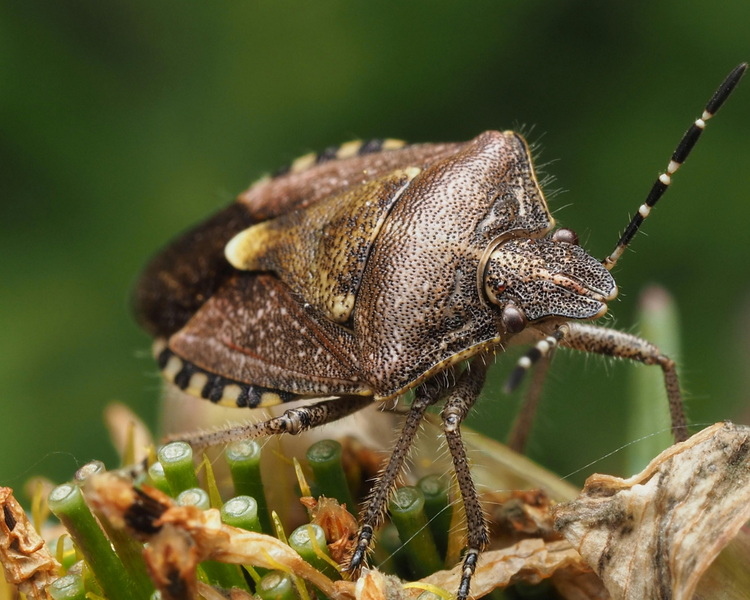 Stink Bugs in Your House This Fall: Why They're Getting Worse in Ontario
