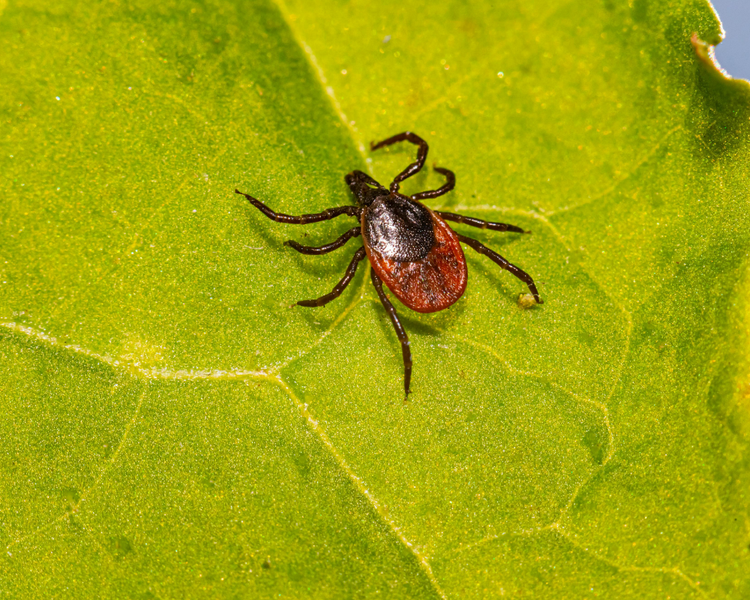 Are Ticks Still Active in the Fall? What Ontario Homeowners Need to Know